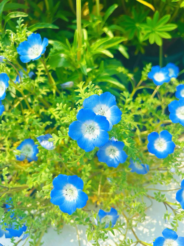 中山植物園｜南京莫內花園