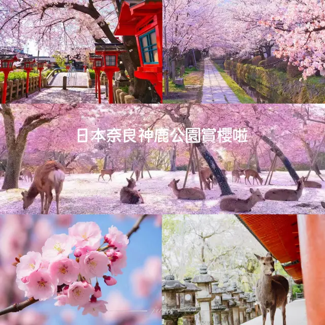 來日本奈良神鹿公園賞櫻花啦