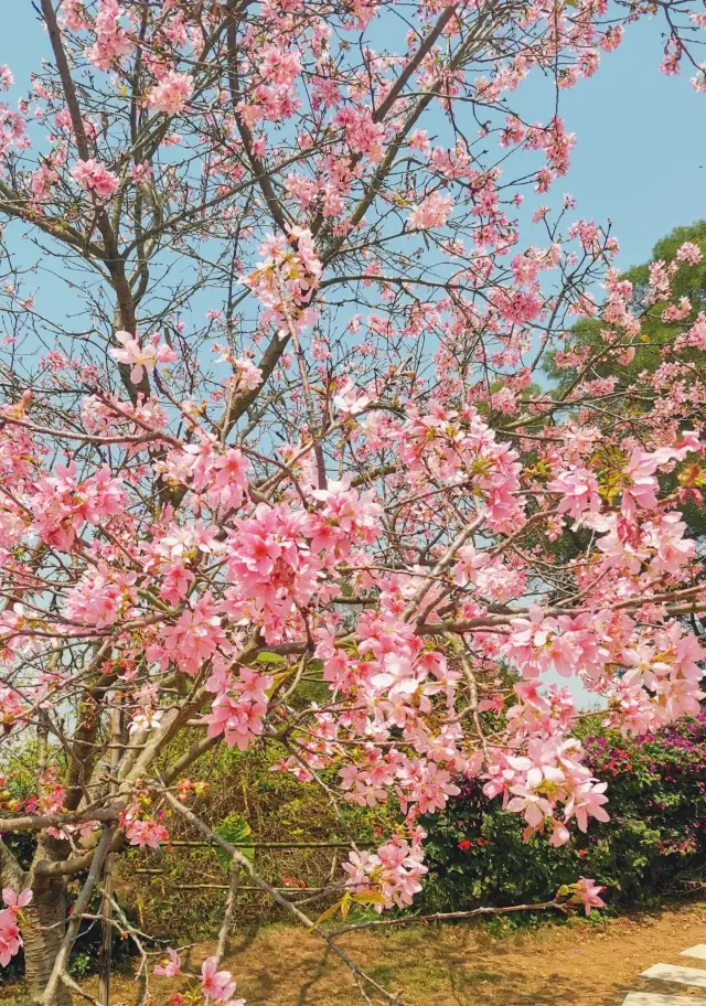 평양 주변의 충화 천적앵화 유락원에서 앵화가 만발하였다