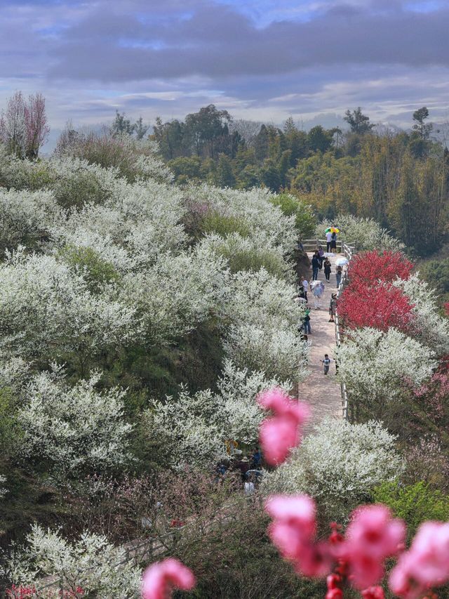 滿山都是桃花梨花開，成都出發2小時到無邊花海