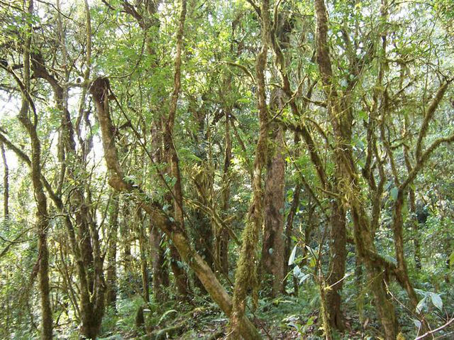 雲南高黎貢山，享受原始森林的氣息