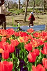 方松體育公園·鬱金香花海