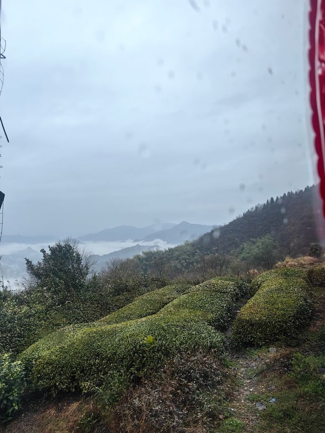 雲瀰漫茶山，安徽小眾景點休寧金龍山雲上茶園裡度假酒店