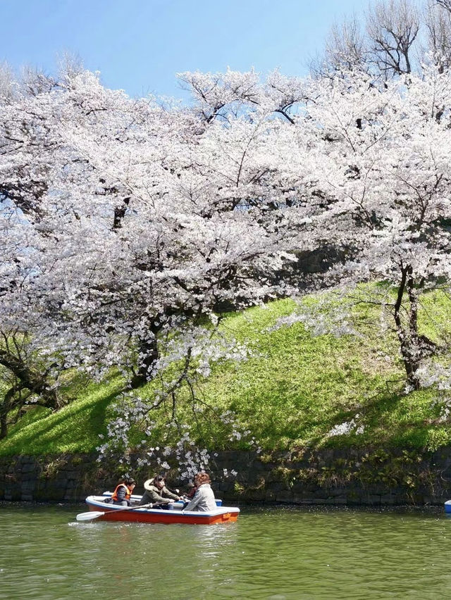 🌸東京賞櫻新發現！千鸟之渊＆更多祕境🤫
