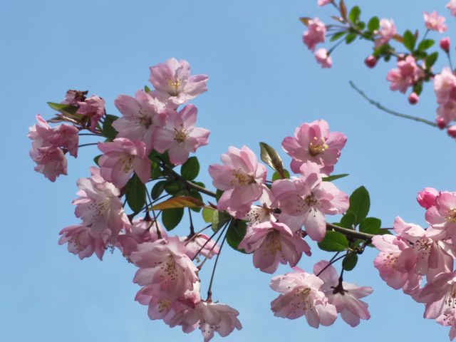 錯過煙花三月的大明寺，後悔一年！