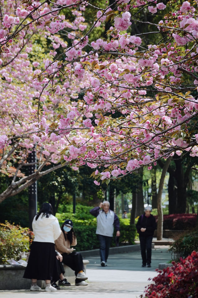 晚櫻盛放就在蘇州囡囡從小玩到大的公園裡