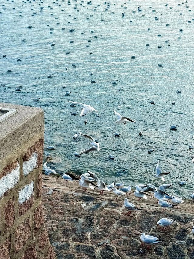 青島有個通往大海的秘密基地