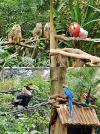 攻略！1日遊長隆野生動物園+熊貓酒店