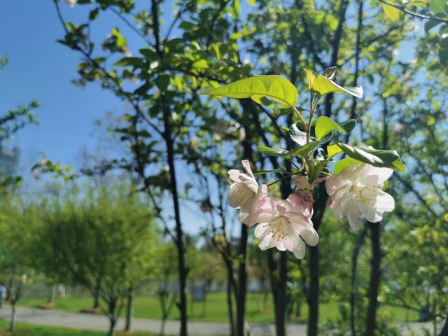 櫻花、海棠與空中列車 | 武漢西苑公園