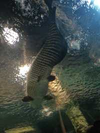 上海海洋水族館