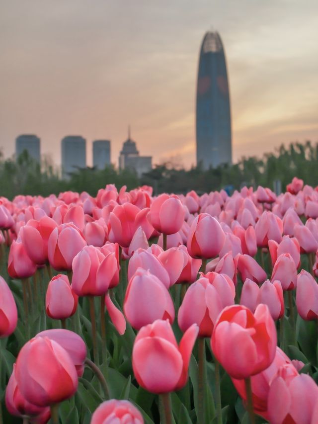 濟南泉城廣場鬱金香花海太好拍了吧