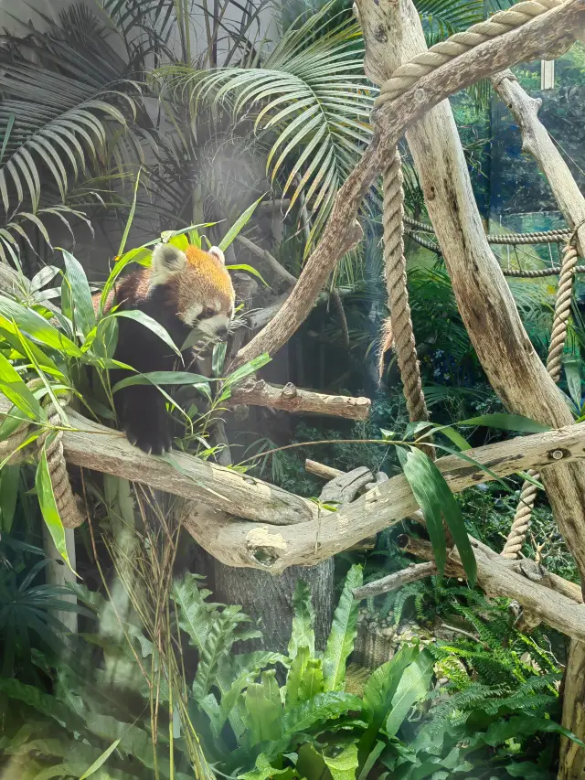 Free! Check in at the Macau Panda Pavilion