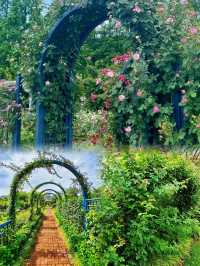 寧波植物園丨在油畫般的莫奈花園吹風曬太陽