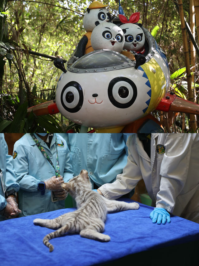 長隆野生動物園的精彩打卡之旅，別錯過這些必游項目