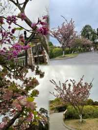 成都南湖公園海棠盛放，邂逅一場歐式浪漫花事！