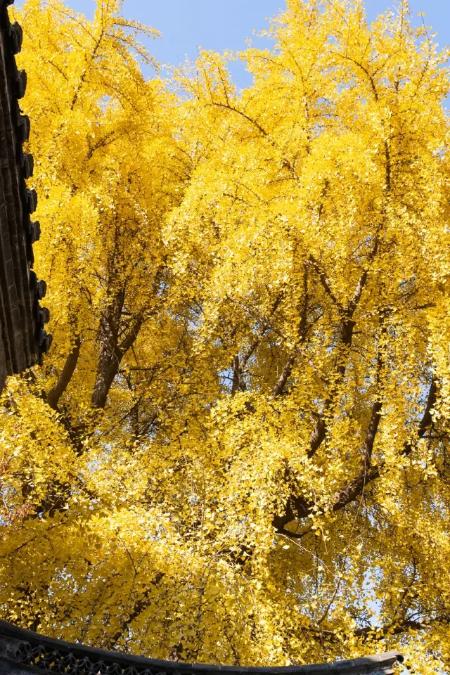 The stunning autumn scenery of Xuzhou is hidden right in the center of the city at Hubu Mountain! There's also a 500-year-old ginkgo tree
