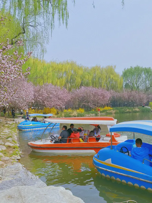 北京赏花｜回到童年的大雪山 桃花已然朵朵开