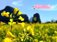 Beauty of Cole Flowers in Guilin's Spring 🌼