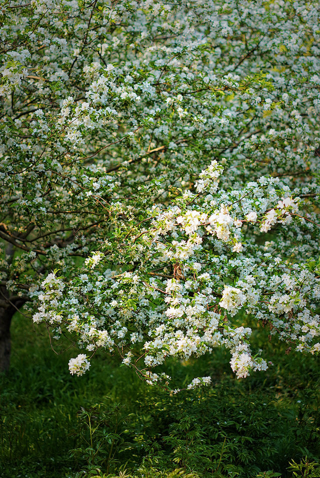 被海棠花包圍的春天