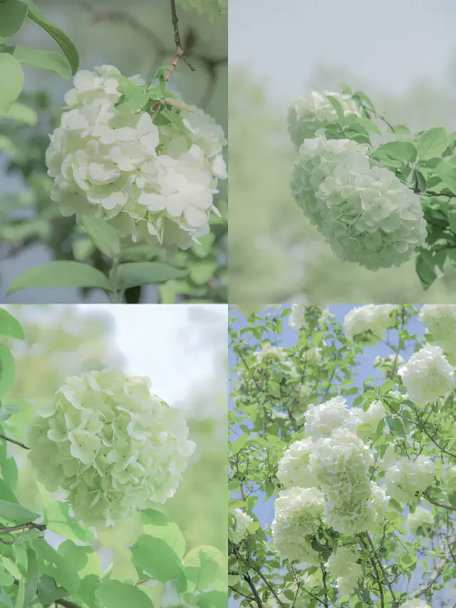 The hydrangeas in Wuxi are in full bloom, everyone go and take pictures