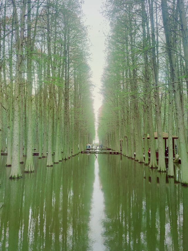 江蘇泰州｜樂趣無窮的李中水上森林