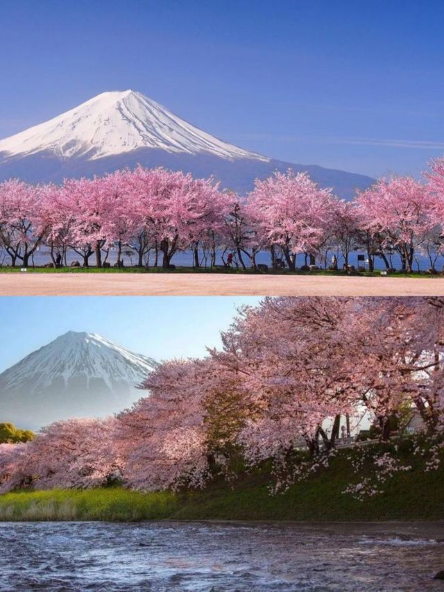 富士山賞櫻花