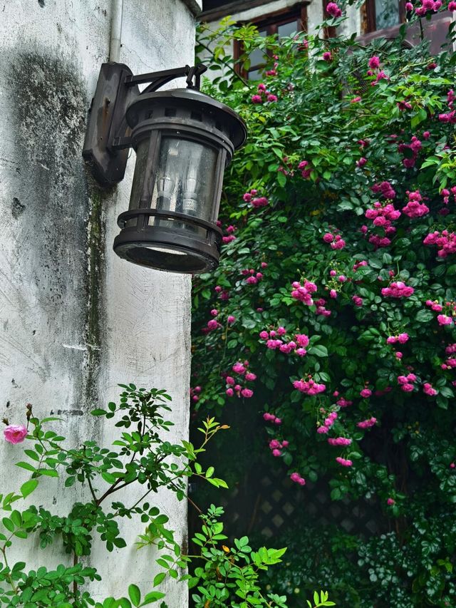 終於拍到了小河直街的薔薇花