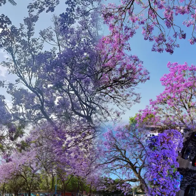 Kunming is a must-visit for flower viewing! The Jacaranda trees are stunningly beautiful