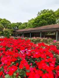 寧波日湖公園，亮點紛呈，值得一去再去