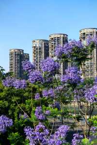國華街上藍花楹