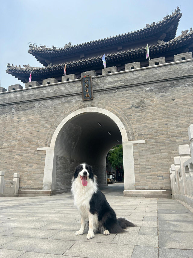 出門遛狗|天津一個不被人知的北塘古鎮