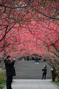 成都地鐵直達免費公園！海棠花已到最佳賞期