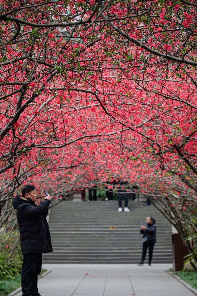 成都地鐵直達免費公園！海棠花已到最佳賞期