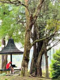 新加坡必打卡景點，生態環境優越，野猴出沒不避人