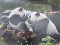 來南京城北萬象匯Rua 一下Panda大熊貓