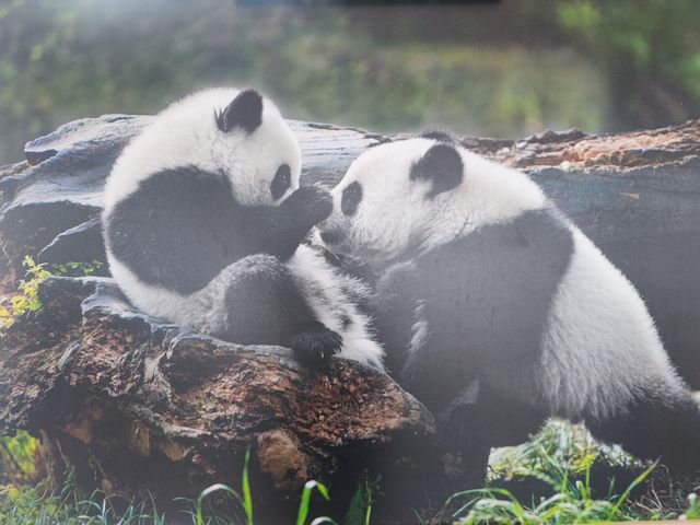 來南京城北萬象匯Rua 一下Panda大熊貓