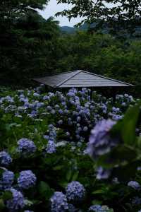 梅雨季的下田公園“紫陽花”