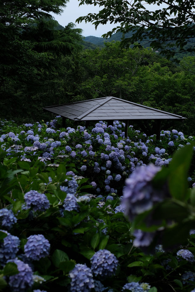梅雨季的下田公園“紫陽花”