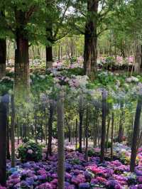 豐澤植物園，解鎖自然與文藝的完美邂逅