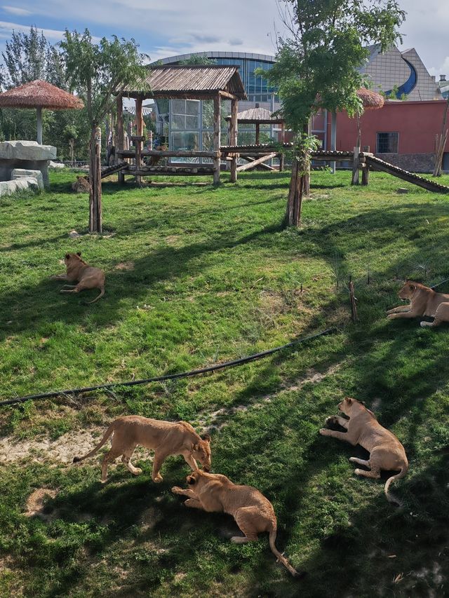 歸野之境的動物樂章，蘭州野生動物與自然共舞