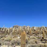 Cactus island!