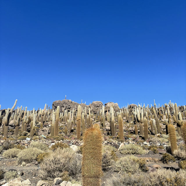 Cactus island!