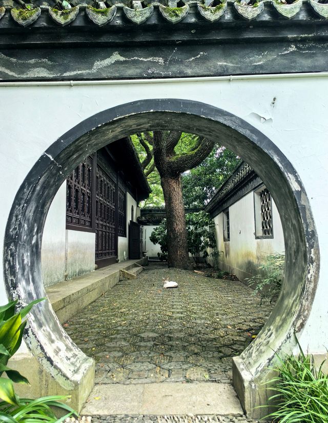 醉白池，上海人都不太熟悉的後花園。