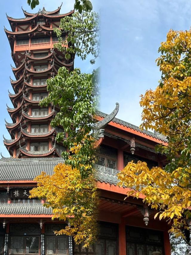 直達成都地鐵,塔子山公園,是個賞秋好去處。