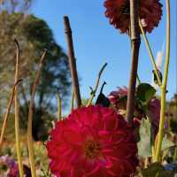 Flower blossoms at Shenyang Garden Expo 