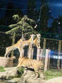夜遊上海野生動物園