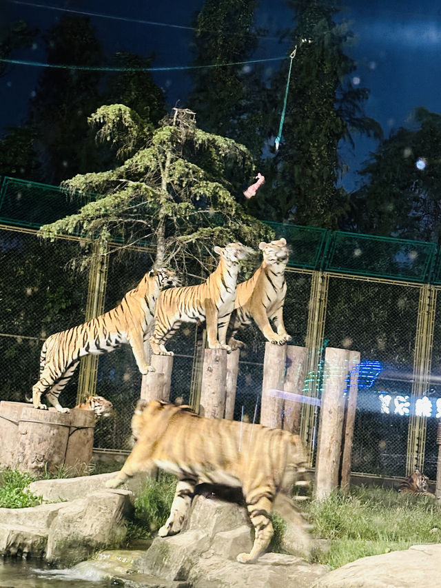 夜遊上海野生動物園