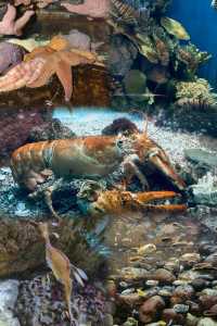 芝加哥·謝德水族館｜親子科普海洋動物絕佳地。