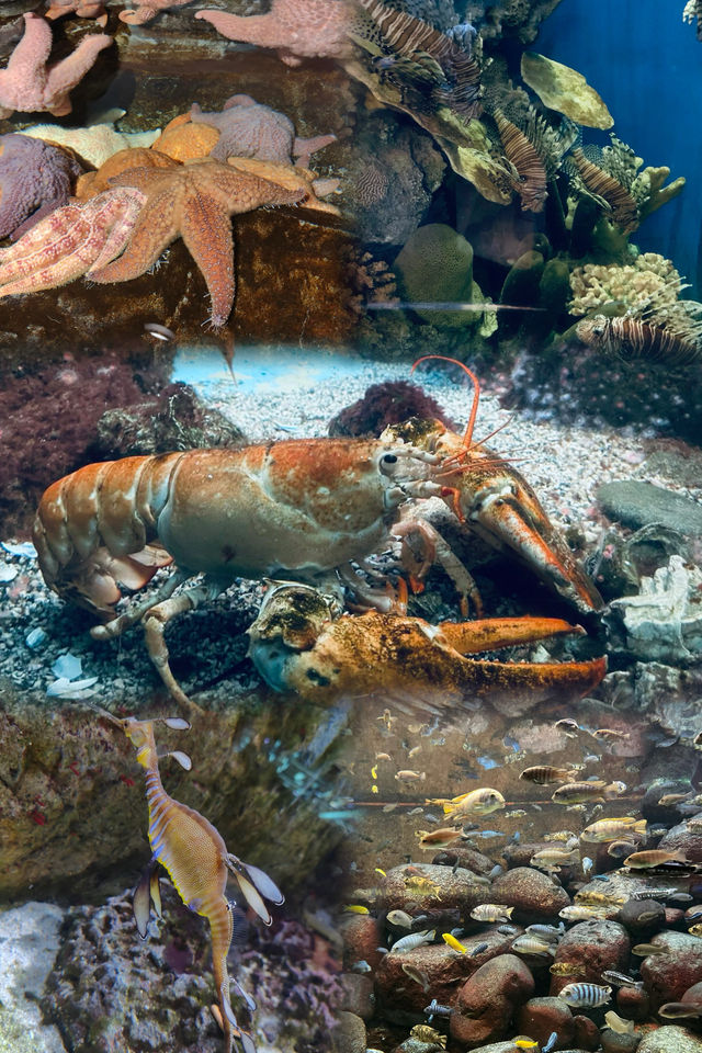 芝加哥·謝德水族館｜親子科普海洋動物絕佳地。