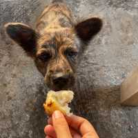 Best food on lembongan